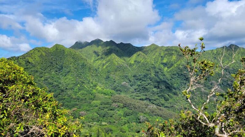 Honolulu: Hawaiian Volcanic Rainforest Hike - A Closer Look at the Experience