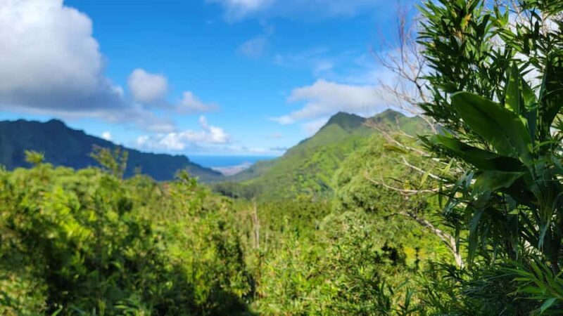 Honolulu: Hawaiian Volcanic Rainforest Hike - Value and Practical Considerations