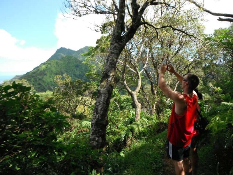 Honolulu: Hawaiian Volcanic Rainforest Hike - Authentic Reviews and Insights