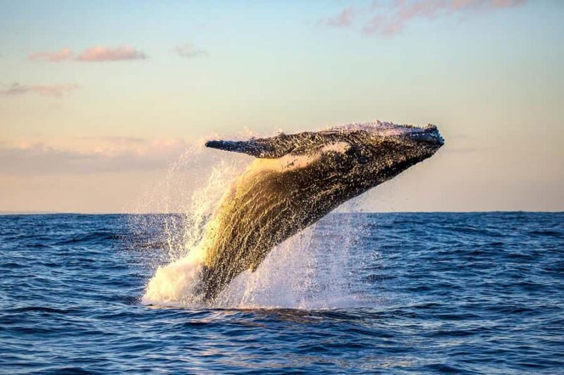 Honolulu: Oahu Whale Watching Boat Tour - Key Points
