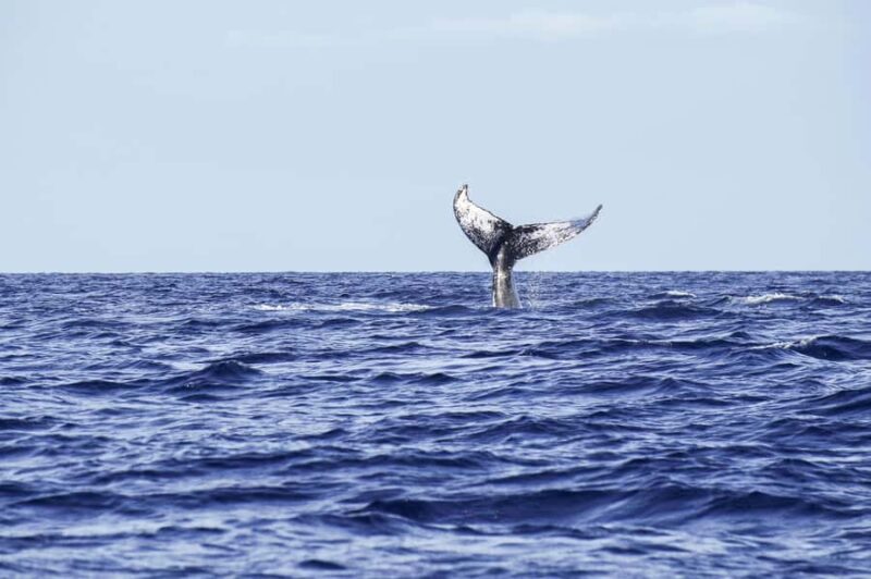 Honolulu: Oahu Whale Watching Boat Tour - The Sum Up