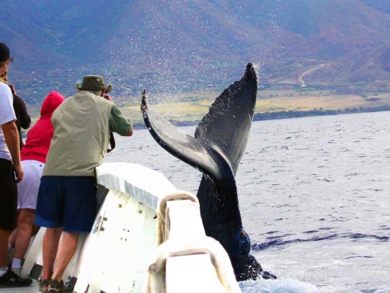 Honolulu: Oahu Whale Watching Boat Tour - FAQ