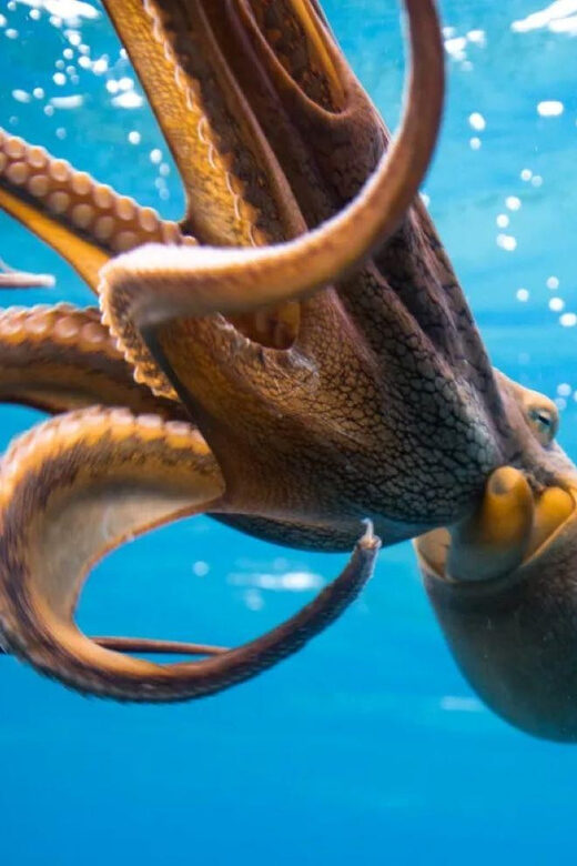 Honolulu: Scuba Diving for Certified Divers - What to Expect from the Honolulu Certified Diver Experience