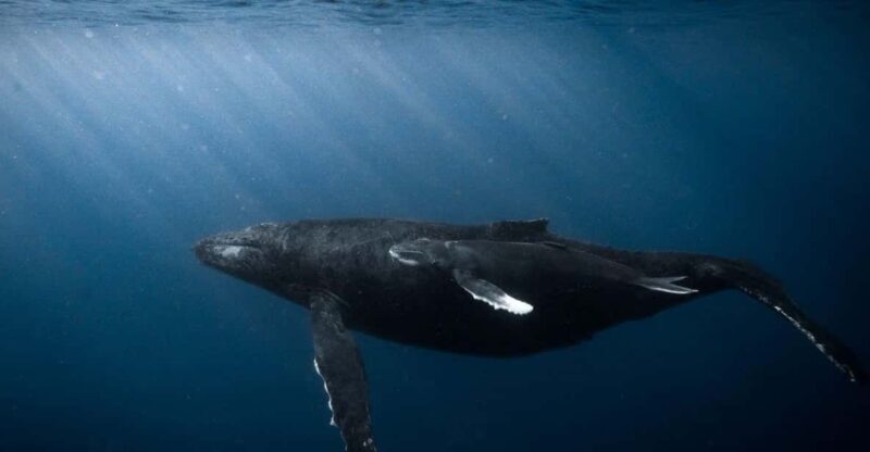 Honolulu: Scuba Diving for Certified Divers - Who Will Love This Experience?