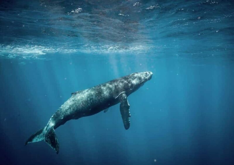 Honolulu: Small-Group Whale Watching Raft Adventure - FAQ: Small-Group Whale Watching Raft Adventure