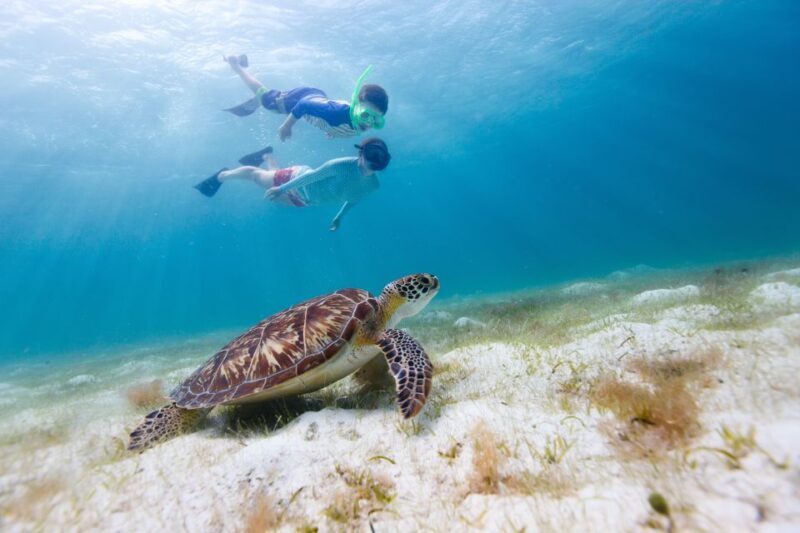Honolulu> Waikiki Turtle Canyon Snorkeling and Swimming Tour - What to Expect from the Tour