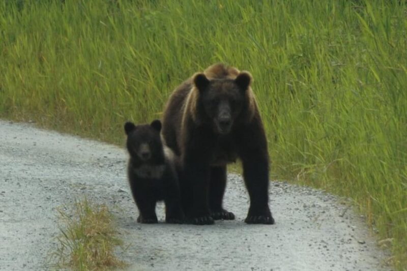 Hoonah: Chichagof Island Brown Bear Search - Hoonah: Chichagof Island Brown Bear Search — An Authentic Wildlife Adventure