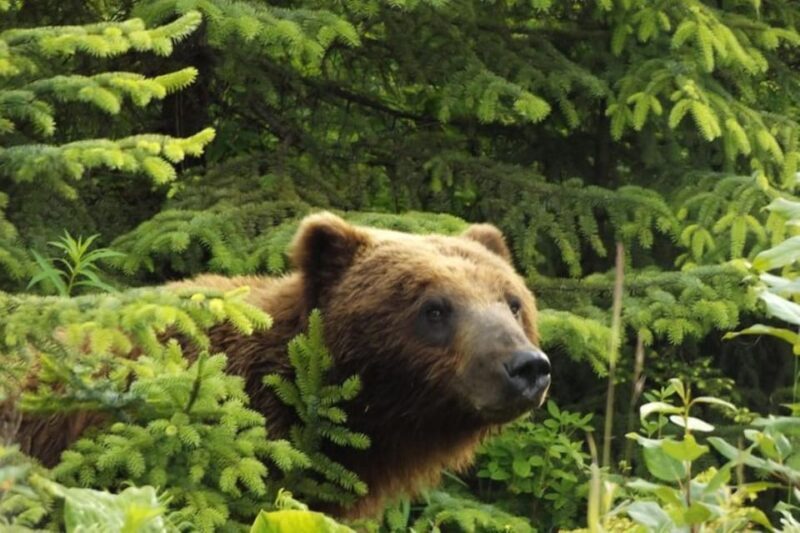 Hoonah: Chichagof Island Brown Bear Search - Key Points