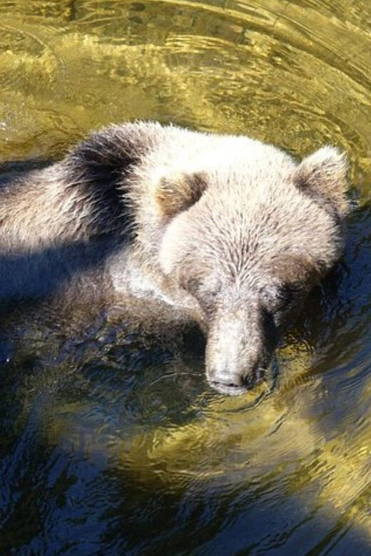 Hoonah: Chichagof Island Brown Bear Search - Who Should Book This Tour?