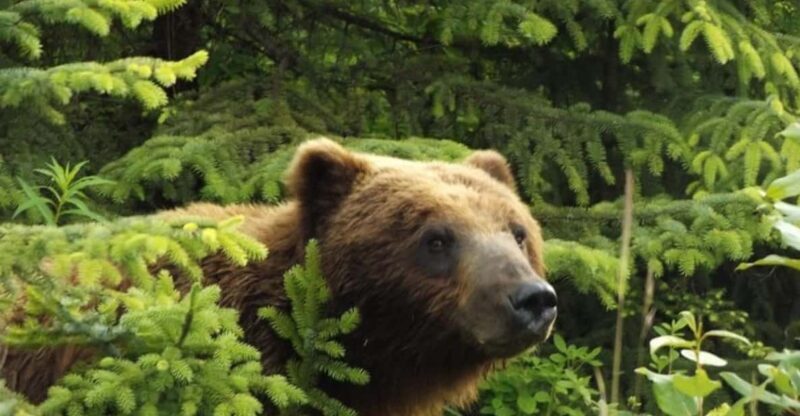 Hoonah: Chichagof Island Brown Bear Search - The Sum Up