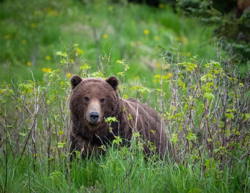 Hoonah: Icy Strait Village Tour and Crab Feast - What’s Included and What’s Not