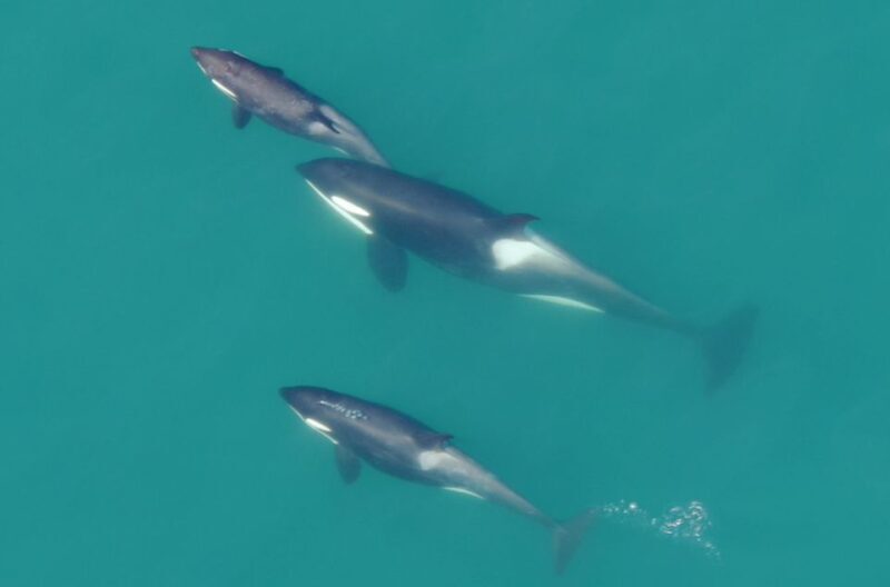 Hoonah: Icy Strait Whale Watch with Drone Filmography - Key Points
