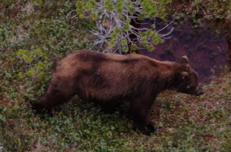 Hoonah: Icy Strait Whale Watch with Drone Filmography - Why We Love This Tour