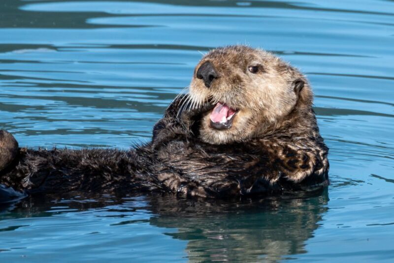 Hoonah: Icy Strait Whale Watch with Drone Filmography - What to Expect and Consider