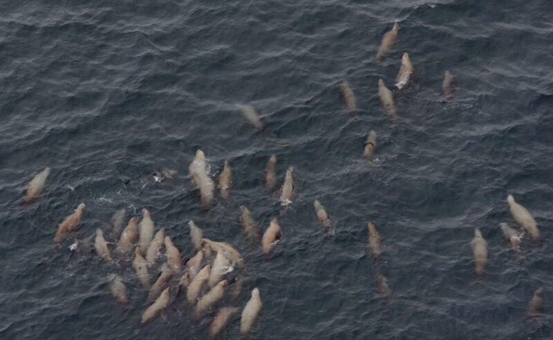 Hoonah: Icy Strait Whale Watch with Drone Filmography - Who Would Love This Experience?