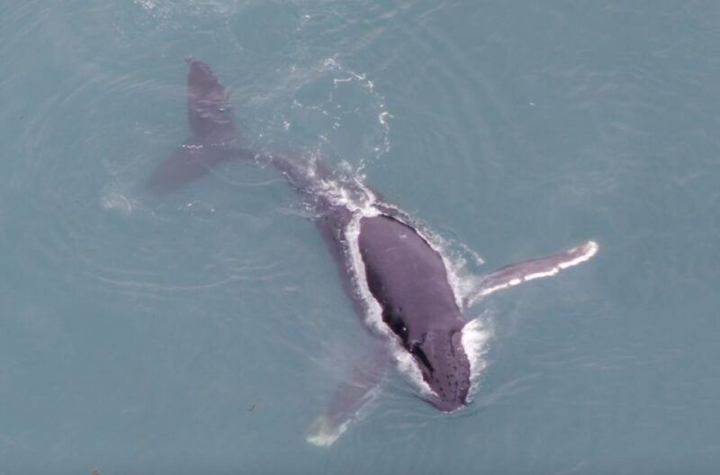 Hoonah: Icy Strait Whale Watch with Drone Filmography - The Sum Up