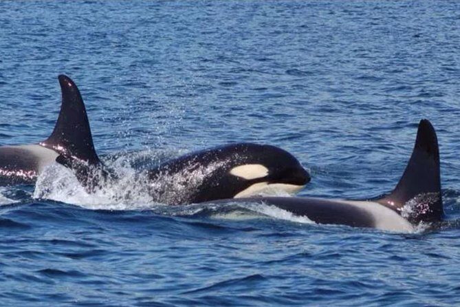 Hoonah Whale-Watching Cruise - Near Icy Strait Point - Key Points