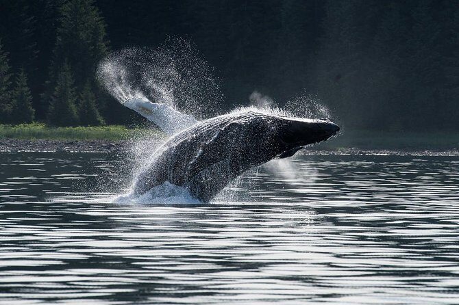 Hoonah Whale-Watching Cruise - Near Icy Strait Point - Practical Tips for Your Trip