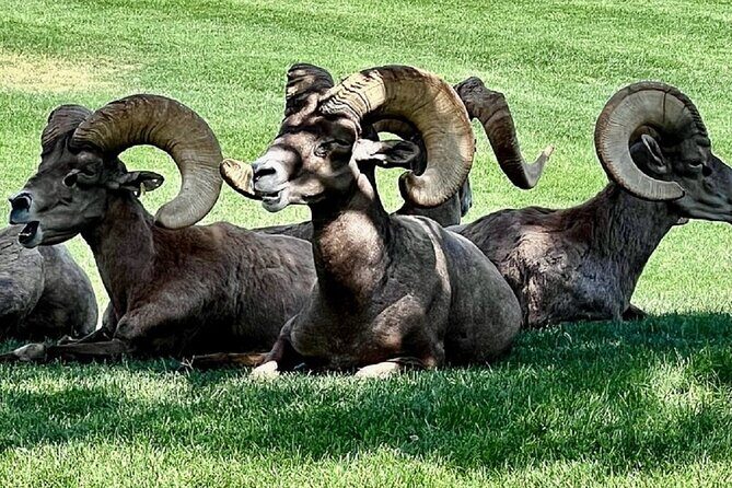 Hoover Dam, 7 Magic Mountains Small Group Half-Day Express Tour - A Balanced View: Who Will Love This Tour?