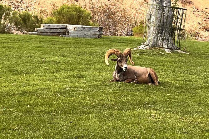 Hoover Dam, 7 Magic Mountains Small Group Half-Day Express Tour - Final Thoughts