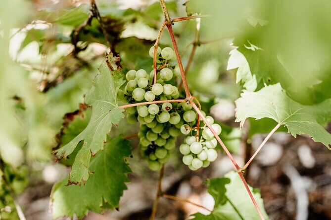 Hop on Hop Off Bus - Tamborine Mountain - The Sum Up