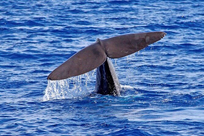 Hop-on Hop-off Bus Tour and Catamaran Whale & Dolphin Watching - Additional Perks and Discounts