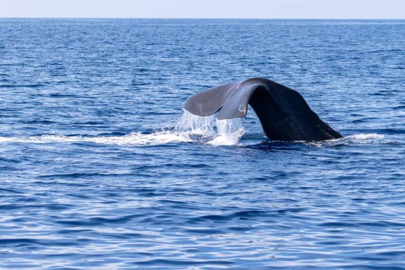 Horizon Large: whale watching off the coast of Saint-Cyr - Key Points