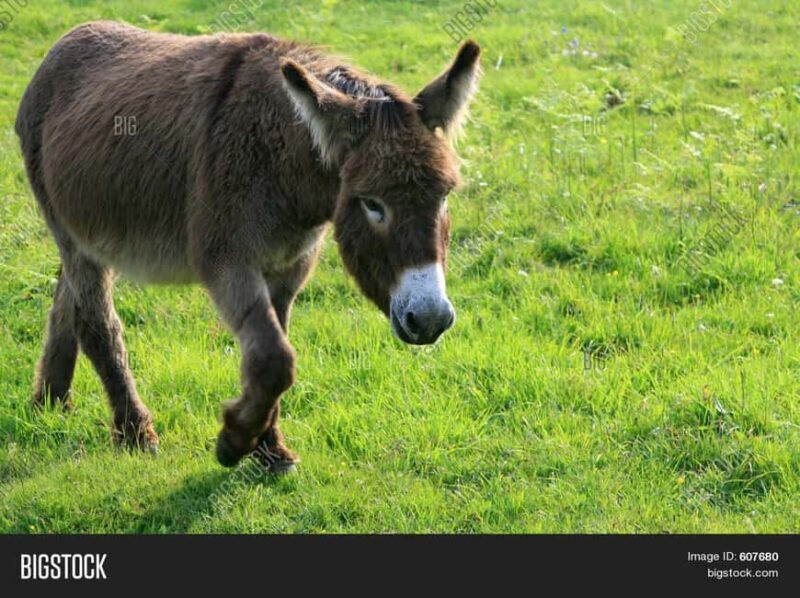Horse, Camel, and Donkey Riding Experience at the Farm in the Antalya Region - What to Expect at the Farm