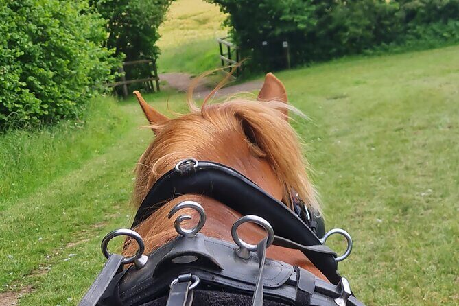 Horse drawn carriage ride york - A Deep Dive into the Carriage Ride Experience