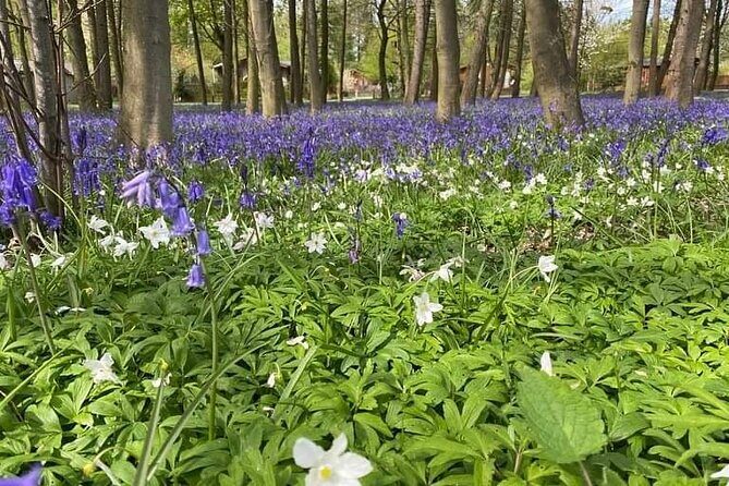 Horse drawn carriage ride york - Who Will Love This Experience?