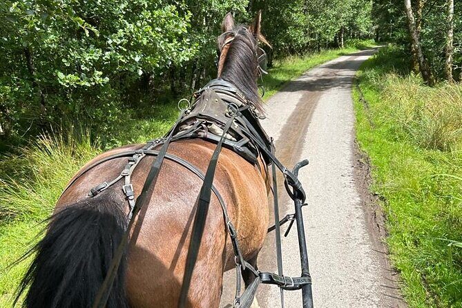 Horse-Drawn Carriage Tours in Killarney - Practical Information