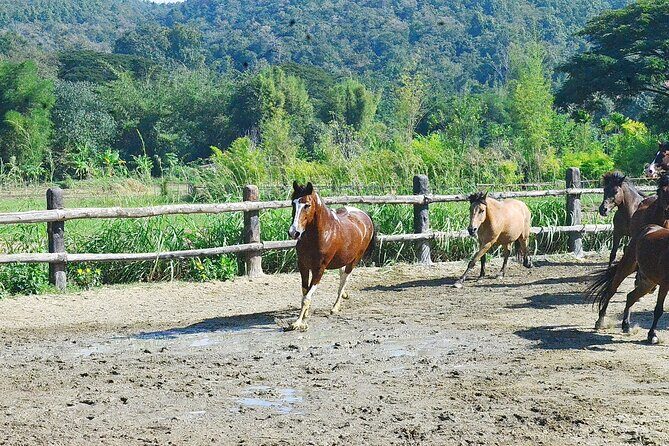 Horse Lesson+Riding+Wat Tonkwen wooden temple.Chiangmai - The Practicalities: Transportation, Timing, and Booking