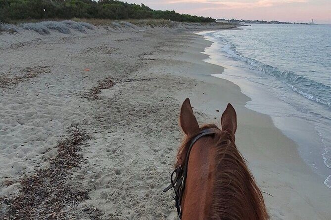 Horse ride in a Salento Nature Reserve with transfer from Lecce - Who Will Truly Enjoy This Tour?