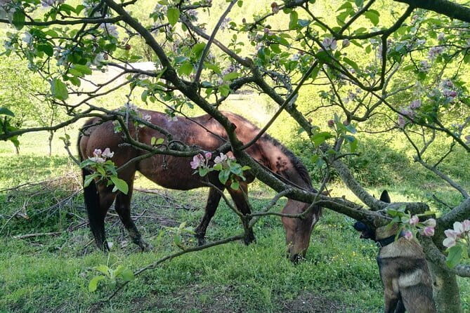 Horse ride in the Mugello (transfer from / to Florence) and Tuscan aperitif - Practical Details & What to Expect