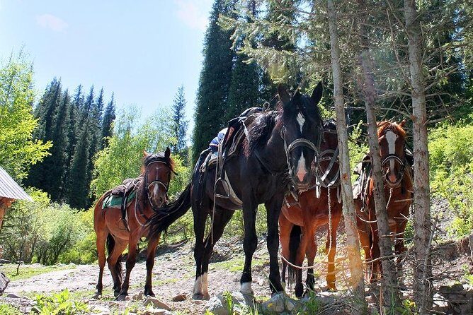 Horse riding adventure in mountains! - An In-Depth Look at the Mountain Horse Riding Tour
