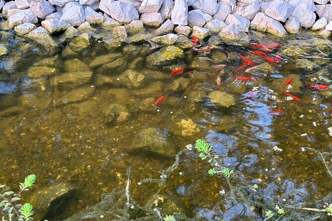 Horse Riding in Aveiro - Ílhavo - Frequently Asked Questions