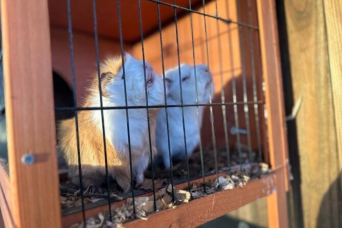 Horse Riding in Aveiro - Ílhavo - Final Thoughts