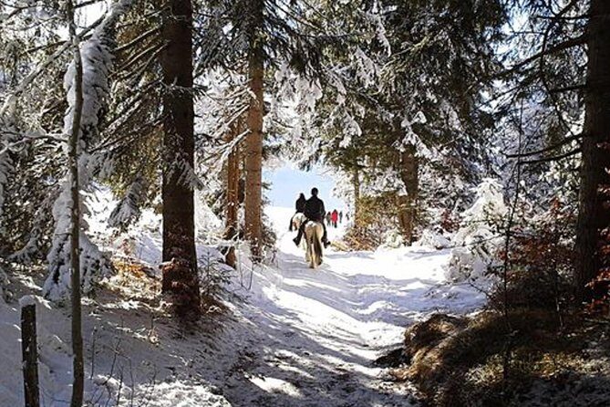Horse Riding in Bled - An In-Depth Look at Horse Riding in Bled