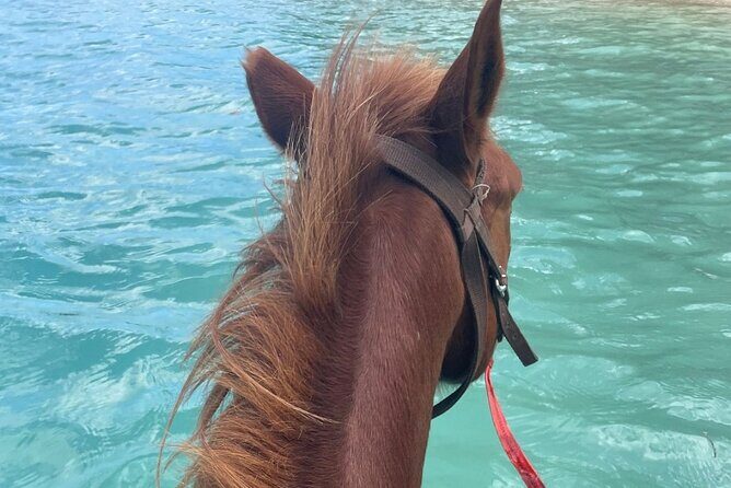 Horse Riding in Port Vila with Yumi Tours - Transportation and Convenience