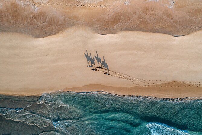 Horse Riding on the Beach with private transfer from Lisbon - Horses, Guides, and Overall Experience