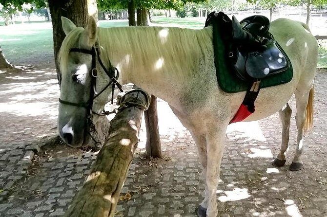 Horse Riding Small Group near Lucca - Why This Tour Is Worth Considering