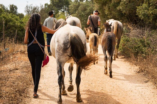 Horse Sanctuary: A nature walk with Rescued Horses by your side - Horse Sanctuary: A Nature Walk with Rescued Horses by Your Side