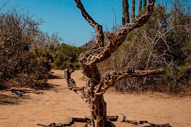 Horseback Riding Adventure y Tequila Tasting in Los Cabos - The Sum Up: Who Will Love This Tour?