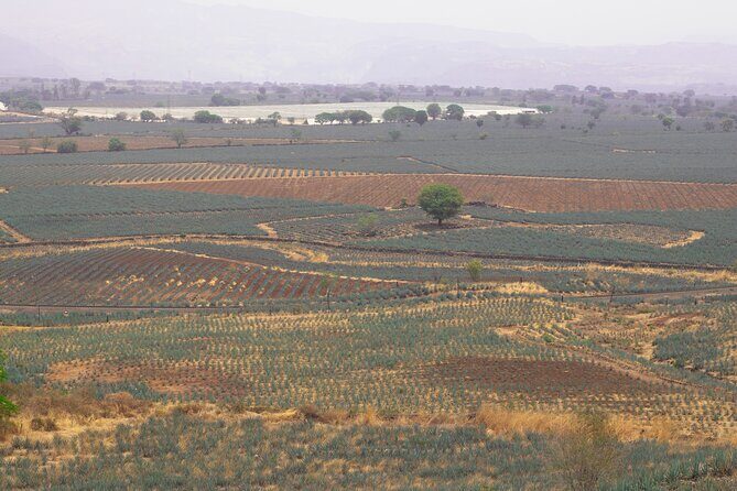 Horseback Riding among Agaves and Food: Experience the Morning in Amatitan - Final Thoughts