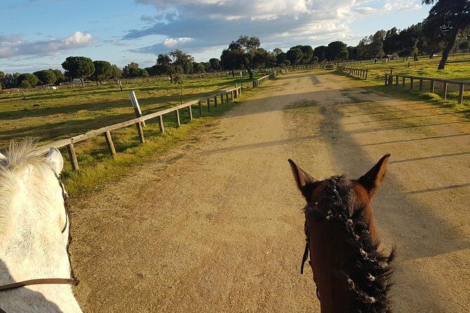 Horseback Riding Experience in Aljarafe, Doñana park from Seville - Discovering the Andalusian Countryside on Horseback