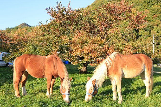 Horseback-Riding in a Country Side in Sapporo - Private Transfer is Included - FAQ
