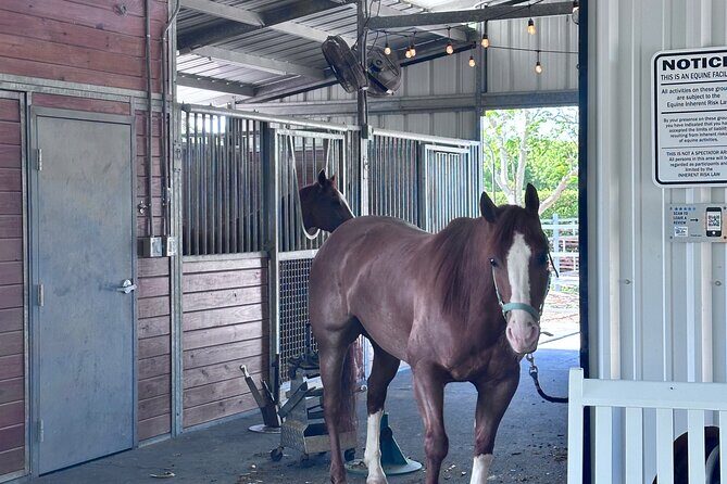Horseback Riding in Miami - What Previous Participants Say