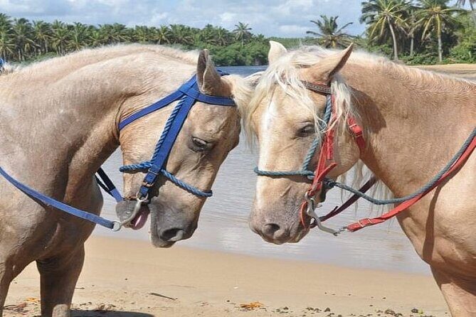 Horseback Riding to Maimon River from Punta Cana - FAQ