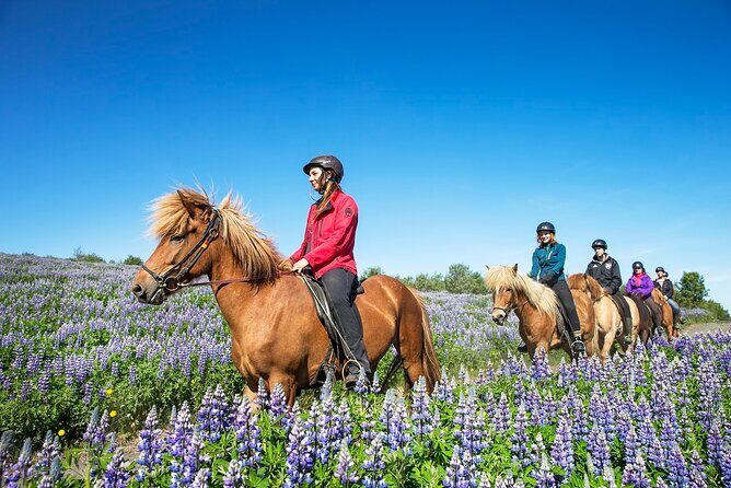 Horseback Riding Tour in Iceland - The Value of a 50-Minute Ride