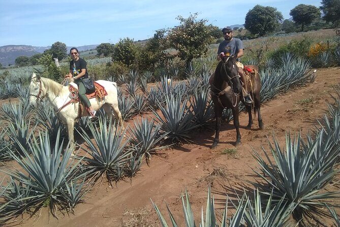 Horseback Riding Tour in The Agave Field with Lunch - Who Will Love This Experience?